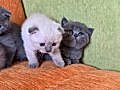 A kalite scottish fold yavrular