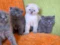 A kalite scottish fold yavrular
