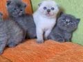 A kalite scottish fold yavrular