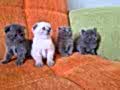 A kalite scottish fold yavrular