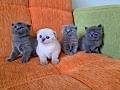 A kalite scottish fold yavrular