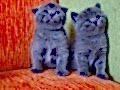 A kalite scottish fold yavrular