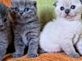 Orijinal scottish fold yavrular