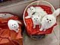 Silver Chinchilla Rengi Safkan Yavrular Catteryden 