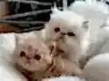 Tertemiz kan taşıyan Exotic Shorthair