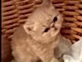 Küçük Garfield yeni ailesiyle tanışmaya hazır