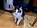 VETERİNER HEKİMDEN İRAN KEDİLERİ
