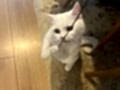 VETERİNER HEKİMDEN İRAN KEDİLERİ