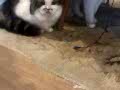 VETERİNER HEKİMDEN İRAN KEDİLERİ