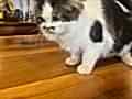 VETERİNER HEKİMDEN İRAN KEDİLERİ