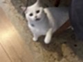 VETERİNER HEKİMDEN İRAN KEDİLERİ