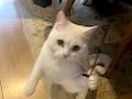 VETERİNER HEKİMDEN İRAN KEDİLERİ
