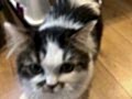 VETERİNER HEKİMDEN İRAN KEDİLERİ