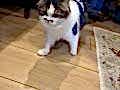 VETERİNER HEKİMDEN İRAN KEDİLERİ