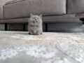 Show kalite Cüce kedi yavrumuz 