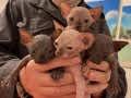 Bej, Tabby ve Gri Tonlu Safkan Sphynx Yavrular