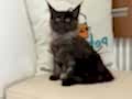 Yasal ruhsatlı çiftlikde ziyarete açık maine coon yavrular