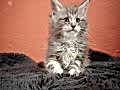 Show kalite sçr belgeli maine coon yavrumuz