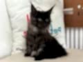 Yarışma düzeyinde sçr belgeli maine coon yavrularımız