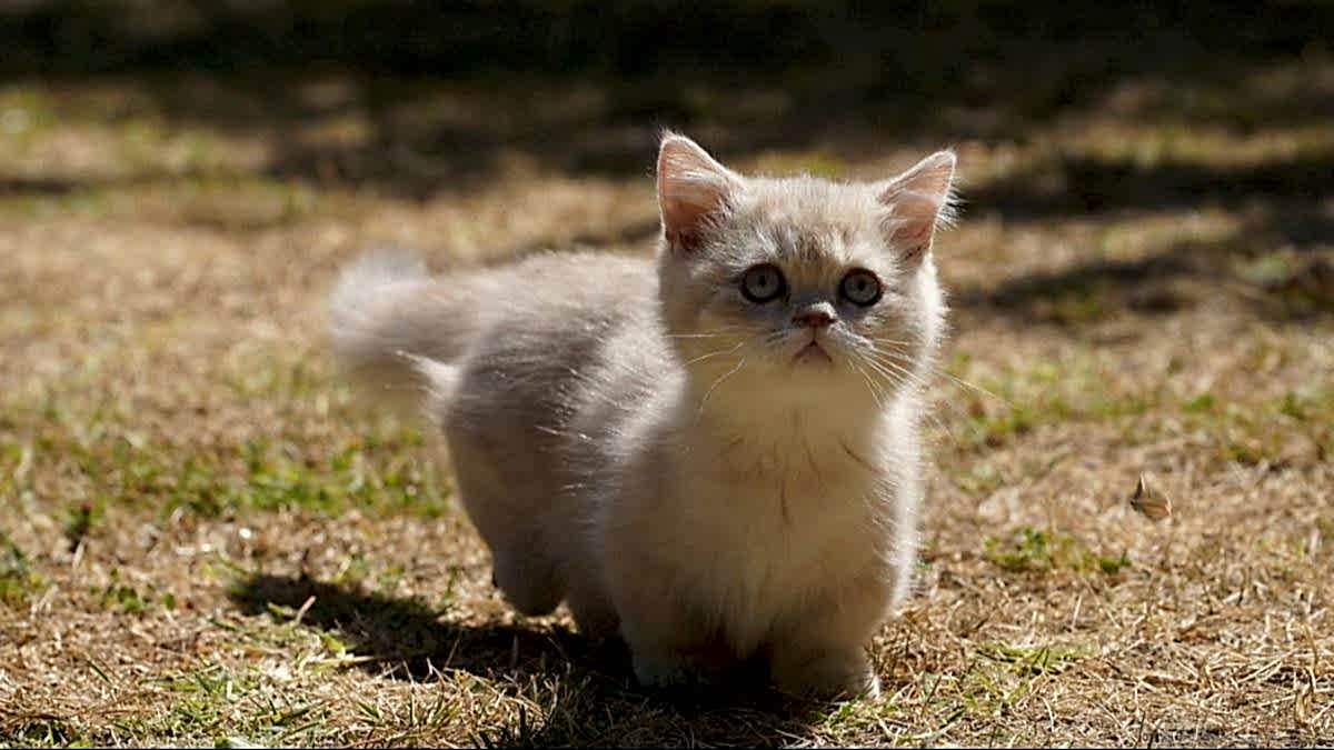 Munchkin Yavrular