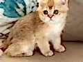 British shorthair ny11 erkek yavru teslime hazır