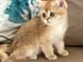 British shorthair ny11 erkek yavru teslime hazır