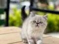 süper kalte renk ren exotic shorthair yavrular geldi