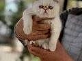 süper kalte renk ren exotic shorthair yavrular geldi