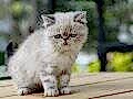 süper kalte renk ren exotic shorthair yavrular geldi