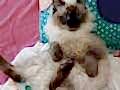  5 yaşındaki Ragdoll kızlarım Hira ve Bella