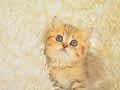 Asaleti soyundan gelen golden british shorthair
