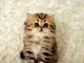 Show kalite golden ny25 british longhair