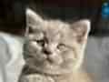 AŞIRI SEVİMLİ LİLAC BRİTİSH SHORTHAİR