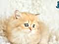 AÇIK RENGİ İLE GOLDEN BRİTİSH LONGHAİR