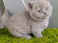 Munchkin cüce kedi Bakı'da tek