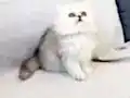 Safkan Chinchilla Erkek