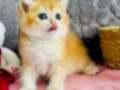 Saf kan British shorthair golden 