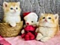 Saf kan British shorthair golden 