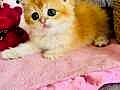 Saf kan British shorthair golden 