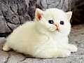 Saf kan British shorthair golden 