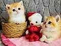 Saf kan British shorthair golden 