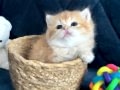 Saf kan British shorthair golden 