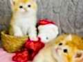 Saf kan British shorthair golden 