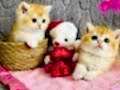 Saf kan British shorthair golden 