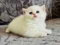 Saf kan British shorthair golden 