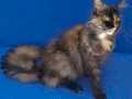 Asil Kraliçe Dev Cüsseli Maine Coon Tortie