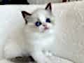 Safkan ragdoll yavrularım