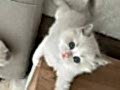 Ragdoll 2.5 aylık  dişi yavru