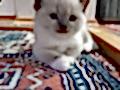 British blue point anne ragdoll baba mitted bebekler