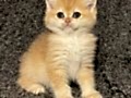 Anne Baba Şecereli Golden NY12 Safkan British Shorthair Dişi